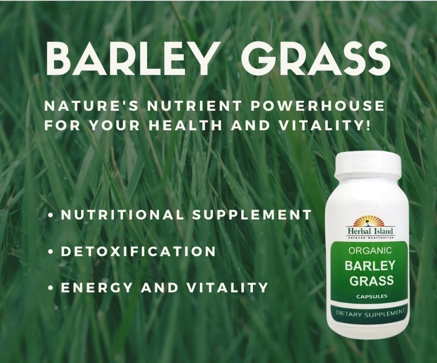 Barley Grass Powder - Organic - Capsules - Herbal Island